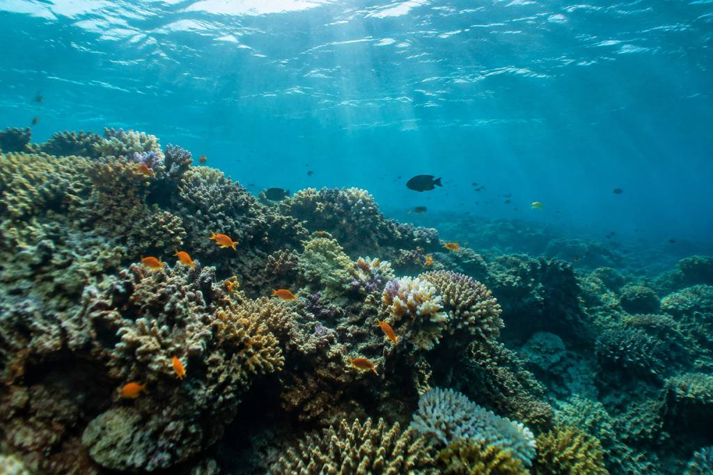 Acidification des océans : causes, conséquences et solutions face à cette menace climatique